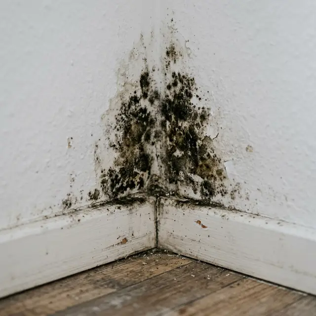 Schimmel in der Wohnung: Wer haftet wirklich?